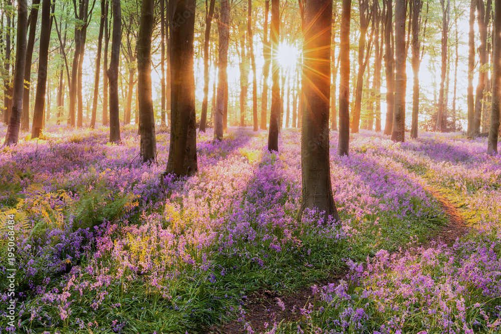 Beautiful woodland bluebell forest in spring. Purple and pink flowers under tree canopys with sunrise at dawn - obrazy, fototapety, plakaty 