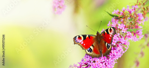 Wunderschöne Schmetterlinge
