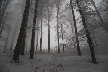 Scary foggy landscape in winter