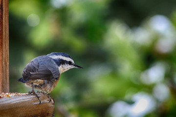 Wall Mural - An alert red-breasted nuthatch looks out from a bird feeder.