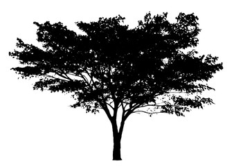 Wall Mural - tree silhouette isolated on white background.