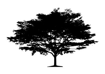 Wall Mural - tree silhouette isolated on white background.