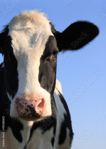 Fototapeta Krowa  portret-krowy-holsztynskiej