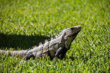 Iguana on grass