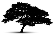 Tree Silhouette Isolated On White Background.