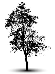 Wall Mural - tree silhouette isolated on white background.