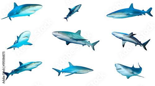 Fotografía Collection Grey Reef Sharks isolated on white background