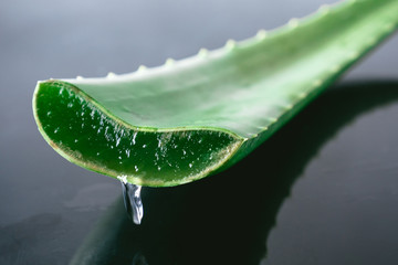 Aloe vera plant. Aloe vera is used in traditional medicine as a skin treatment.