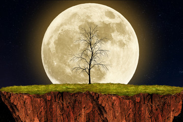 Wall Mural - full moon and tree