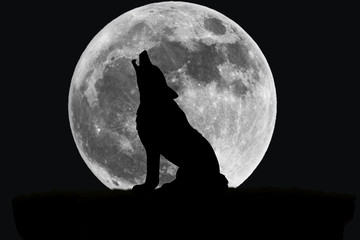 Wall Mural - The black moon night. with silhouettefox.