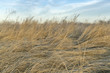 © MarekPhotoDesign.com - dry grass and weeds background