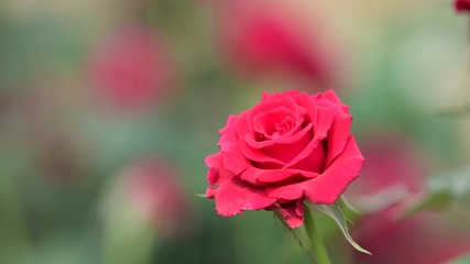 Wall Mural - Red rose blossom in autumn at flower field . nature backgrounds.