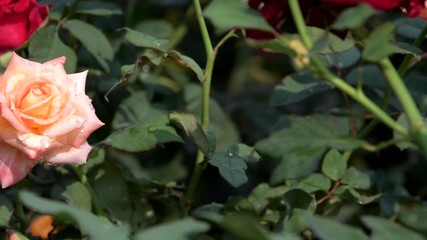 Wall Mural - Panning of pink rose blossom in roses flower field. nature backgrounds.