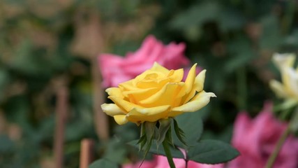 Wall Mural - Yellow rose blossom in spring time at flower field . nature backgrounds.