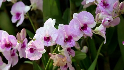 Wall Mural - Pink beautiful orchid flowers blooming in the garden. natural background. 