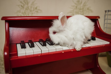 white rabbit is sitting on the piano