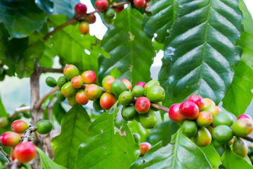 Wall Mural - Fresh arabica coffee bean on tree at mountain northern of Thailand.