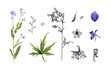 Set of botanical sketches. Different elements of delphinium and forget-me-not. Hand drawn illustrations isolated on white background. 
