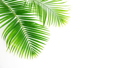 green leaves palm isolated on white background.