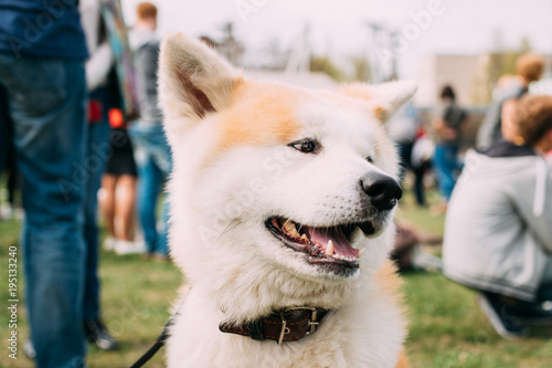 akita inu smile