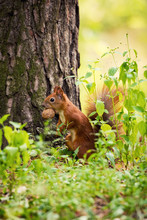 A Red Squirrel Stands Near A Tree With A Nut.