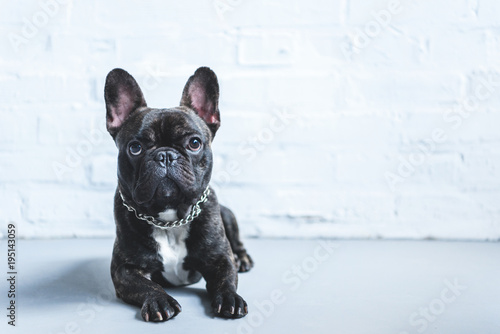 Cuadros en Lienzo Cute French bulldog lying on floor and looking up
