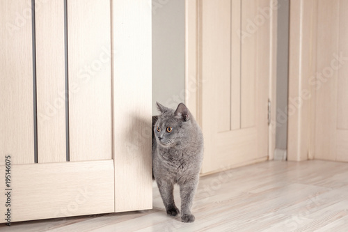 Cat Peeks Around The Corner Beautiful Gray British Cat With