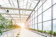 Industrial greenhouse with rows of cultivation.