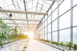 © hxdyl - Industrial greenhouse with rows of cultivation.