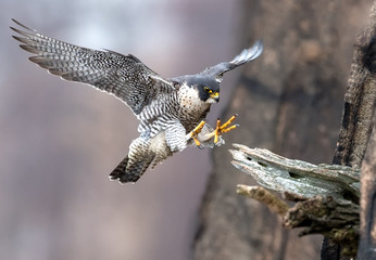 Wall Mural - Peregrine Falcon 