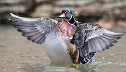 Poster - Wood Duck