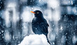 Blackbird in winter snowstorm