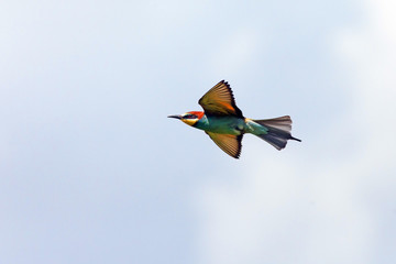 beautiful colorful bird in flight