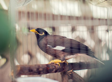 Acridotheres Maina Bird In The Cage Outdoor