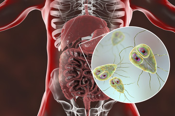 Sticker - Giardia lamblia protozoan, found in duodenum, close-up view the causative agent of giardiasis, 3D illustration