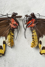 Exotic Butterfly Specimen