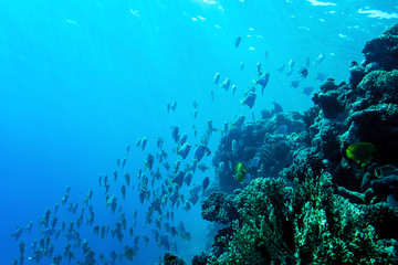 Underwater life landscape