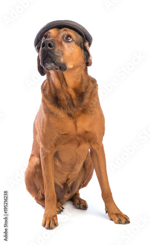 Large Brown Dog With Short Hair Whit Cap Buy This Stock Photo