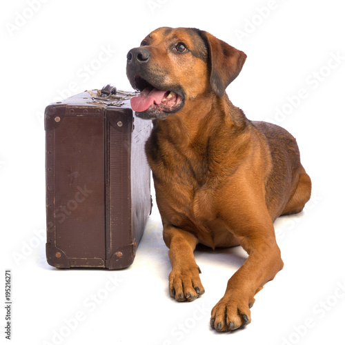 Large Brown Dog With Short Hair With Suitecase Buy This Stock