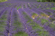 wunderschöne gleichmäßige, leuchtende und duftende Lavendel Felder in der Provence