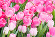 Pink Tulips close-up
