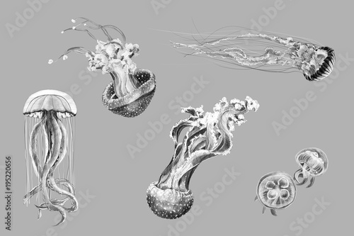 Black And White Hand Drawing Sketches Of Jellyfish Stock Illustration Adobe Stock