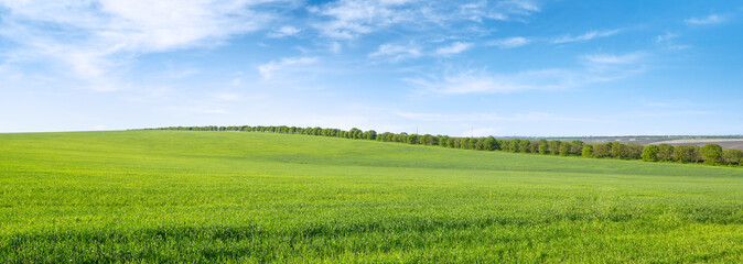 Wall Mural - Green spring field and blue sky with white clouds.