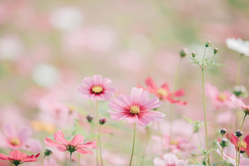 Wall Mural - cosmos flowers background in vintage style