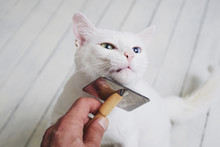 Brush-grooming A Whit Domestic Cat