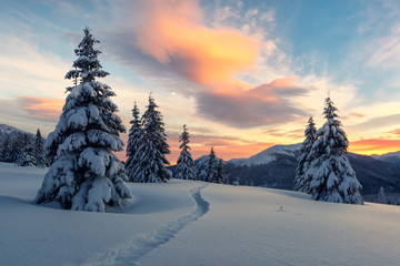 Fantastic orange winter landscape in snowy mountains glowing by sunlight. Dramatic wintry scene with snowy trees. Christmas holiday concept. Carpathians mountain