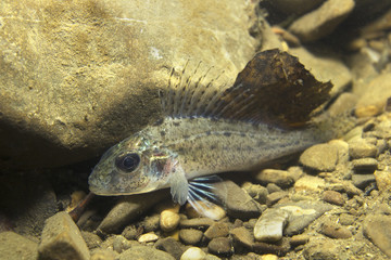 Wall Mural - Freshwater fish Ruffe (Gymnocephalus cernuus) in the beautiful clean pound. Underwater photography in the river habitat. Wild life animal. Ruffe or Kaulbarsch in the nature habitat with nice backgroun