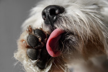 White Dog With Black Nose Licking His Paw Closeup