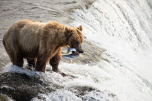 Brown Bear Fishing For Salmon