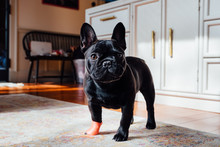 Cute Black French Bulldog With Bandaged Paw